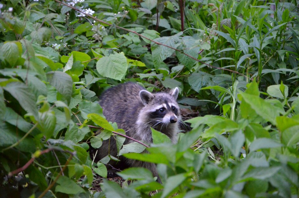 Plant small animal world