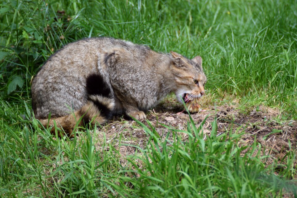 Animal animal world wildcat