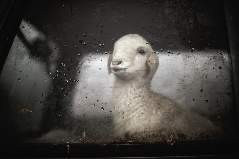 Animal transportation window
