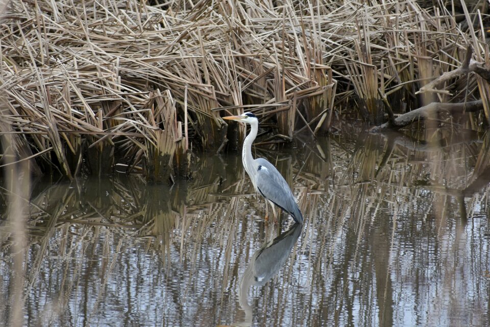 Waterweed bird wild birds