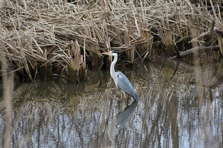 Waterweed bird wild birds