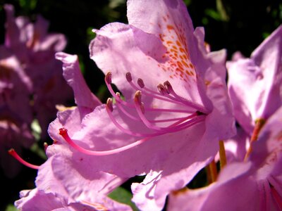 Vivid thriving petal