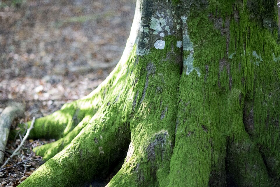 Wood tree sweden
