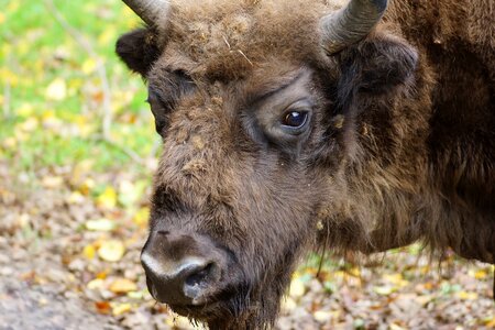 Bison białowieża the national park