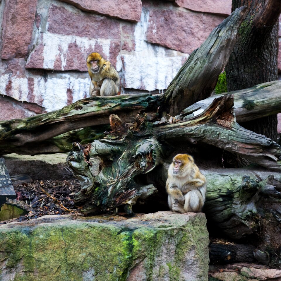 Animal mammal zoo