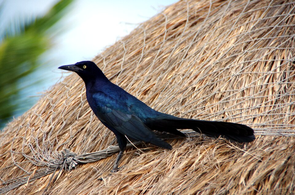 Black nature fauna