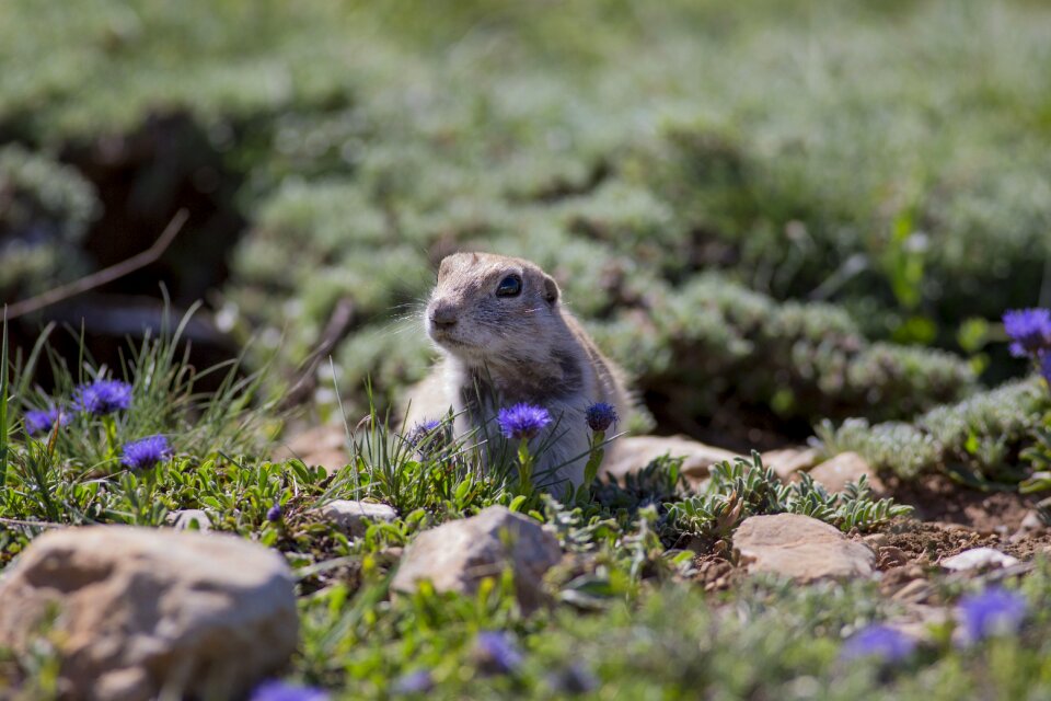 Wild little spermophilus