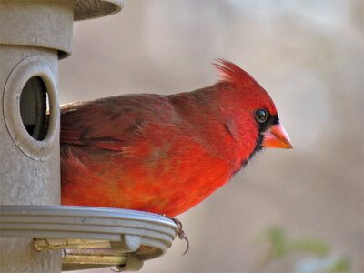 Cardinal songbird male