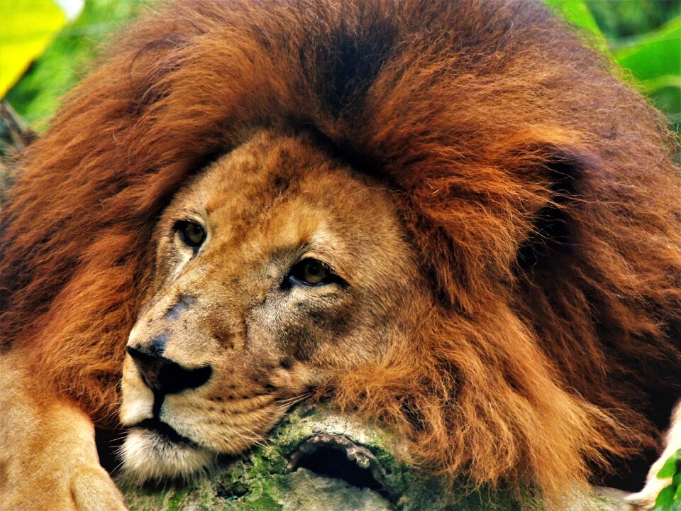 Wild life fur hairy