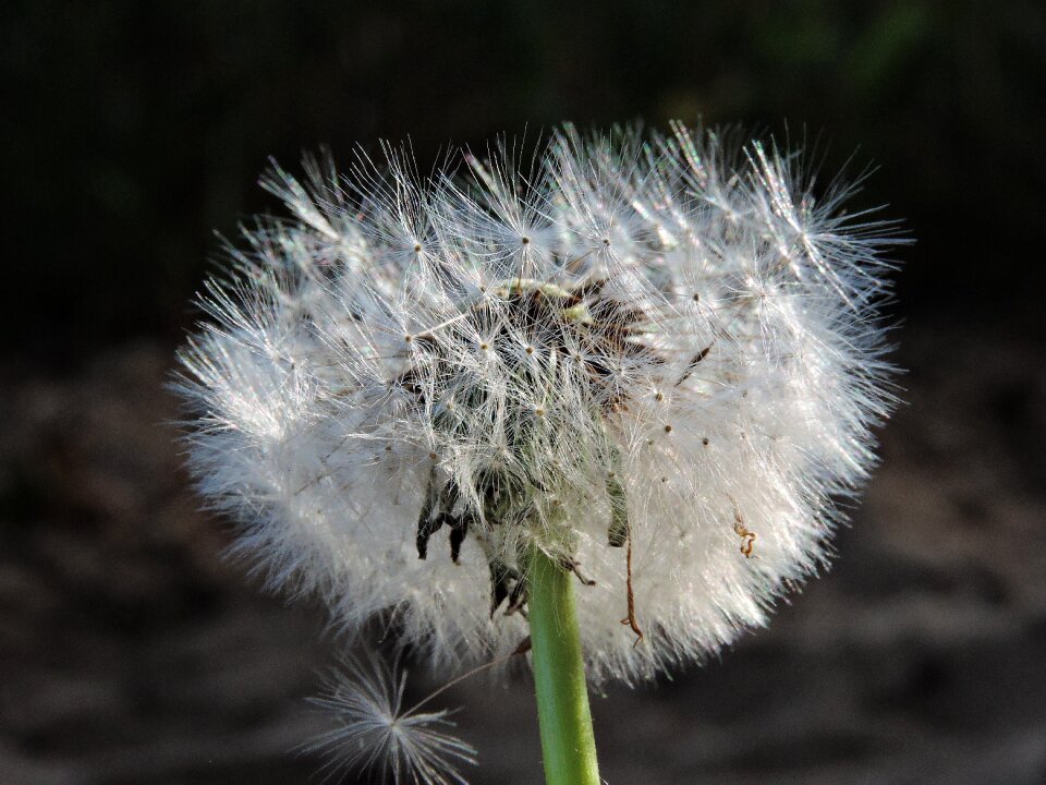 Plant close up macro