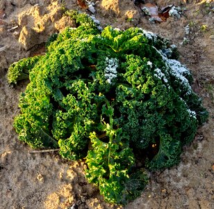 Earth garden kale