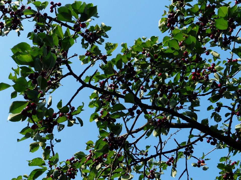 Fruit healthy leaves