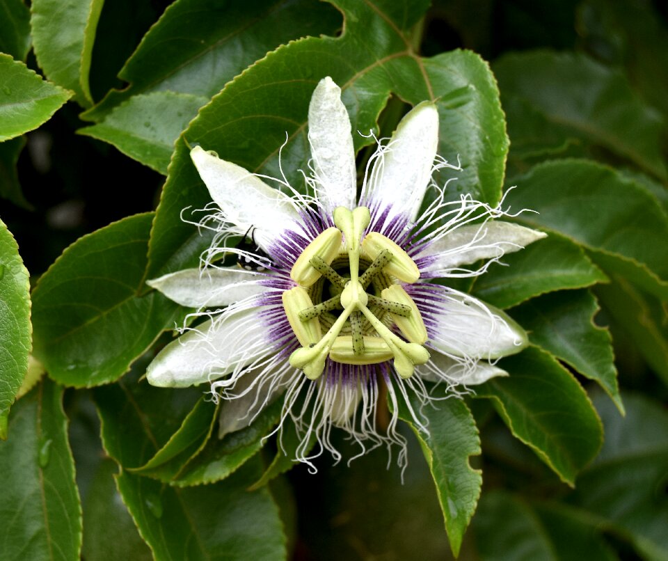 Flower garden granadilla