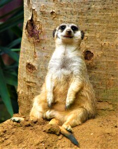 Wild animals nature mongoose