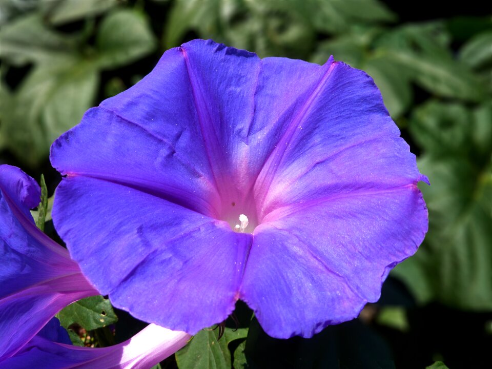 Nature plant garden