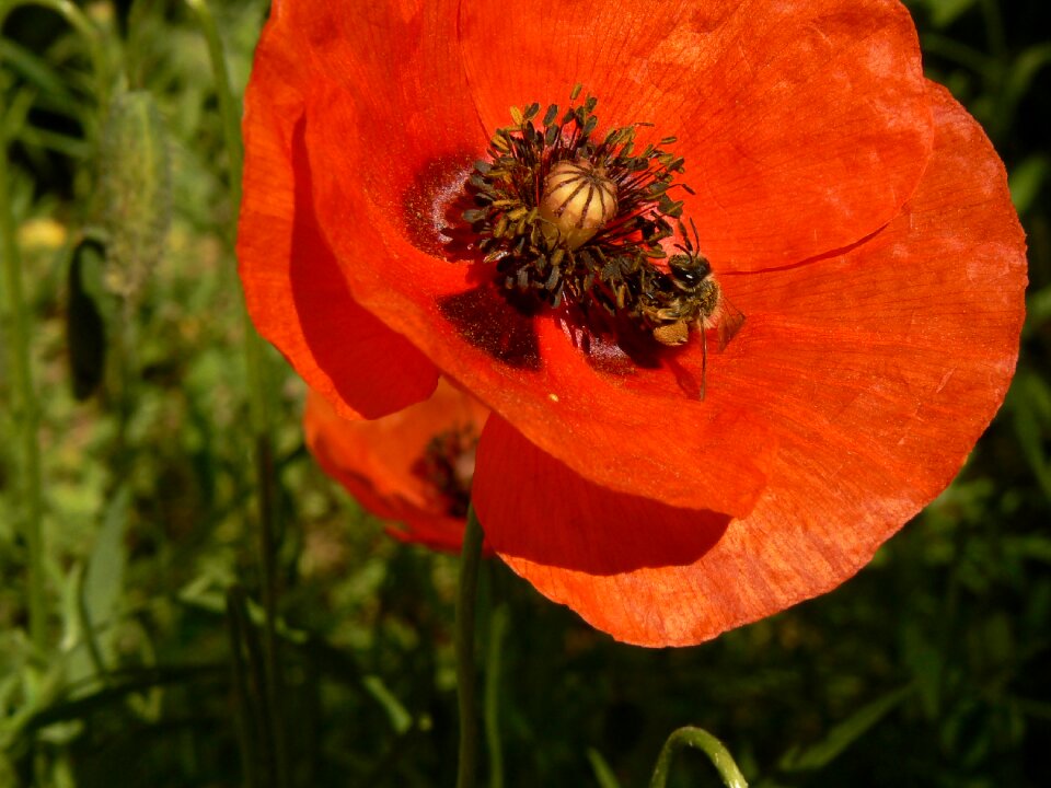 Flora summer