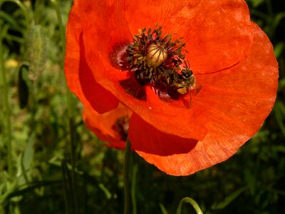 Flora summer