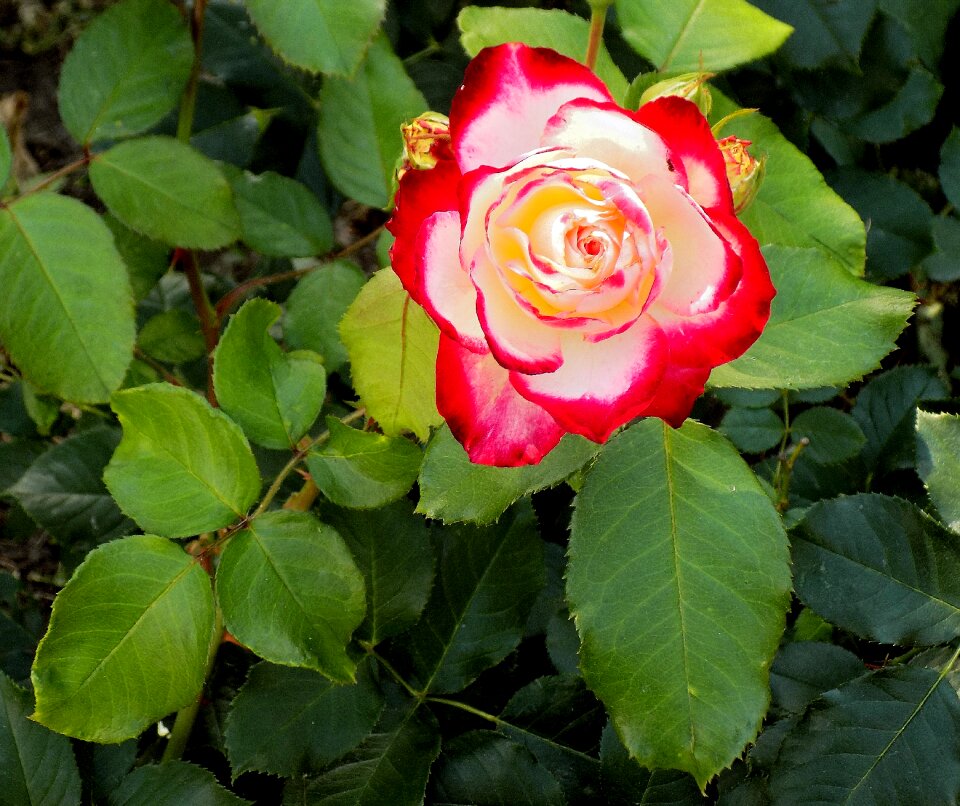 Plant petal rose