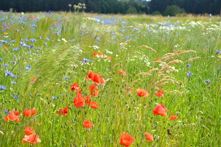 Meadow field wild flower