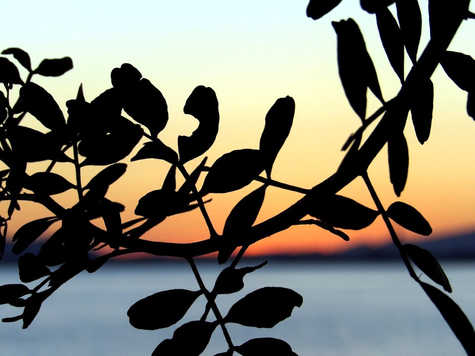 Plant tree nature