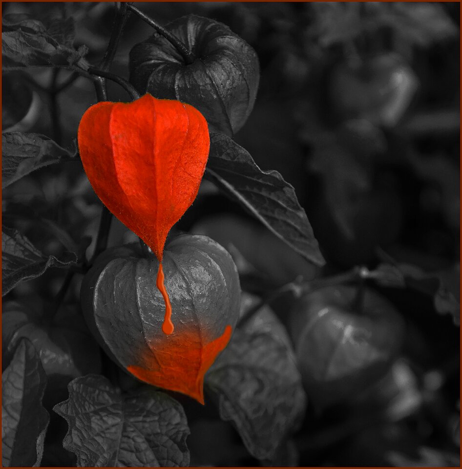 Garden autumn red