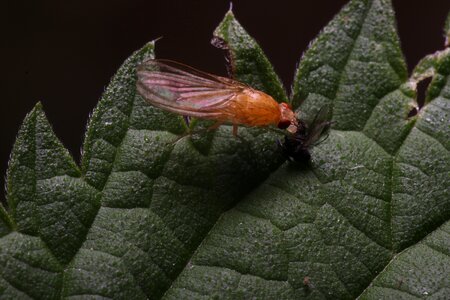 Background close up insect photo