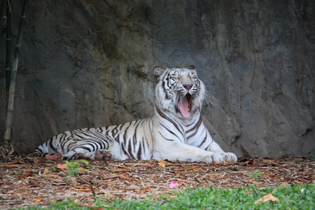 Carnivore nature tiger