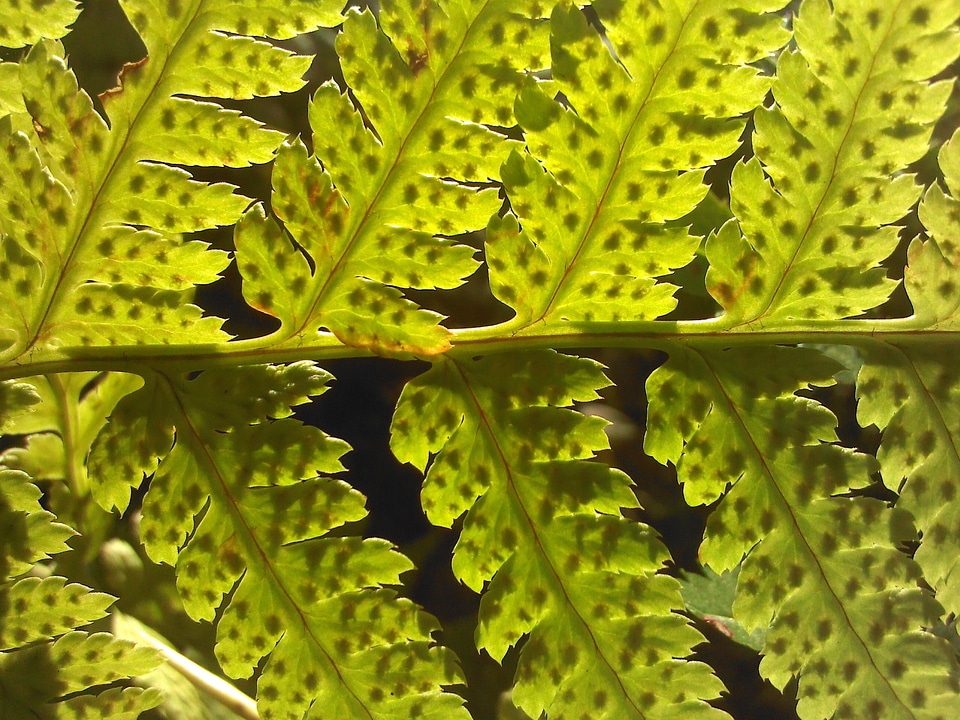 Forest greens plant