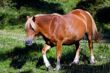 Horse mare field