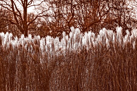 Flower plant feathery photo