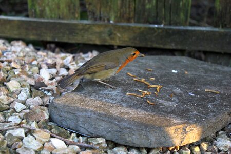 Nature outdoors mealworms photo