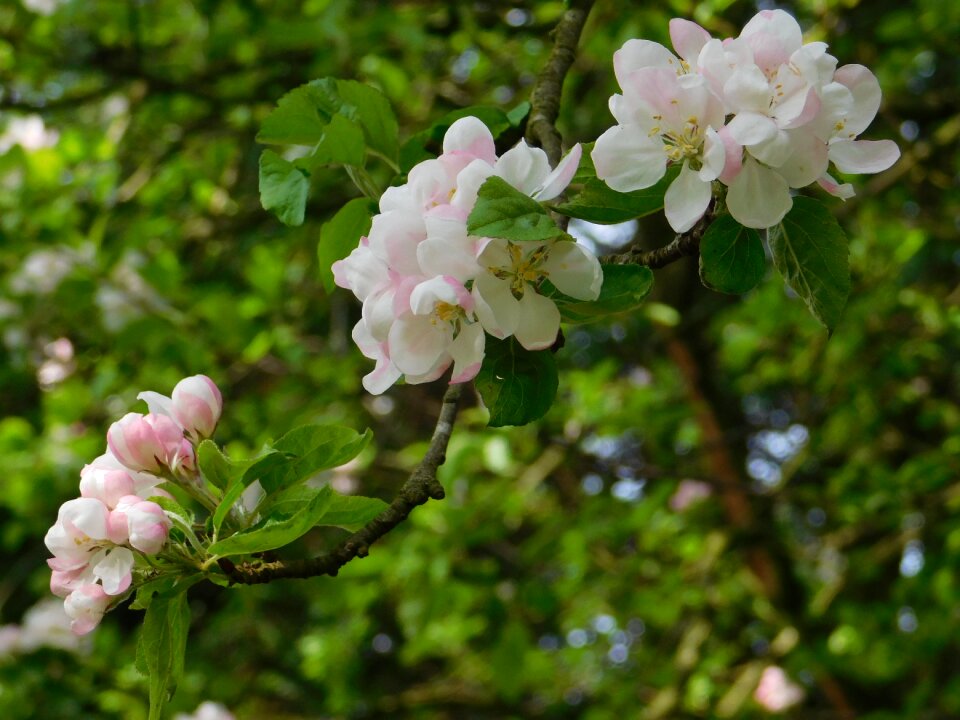 Branch flora season