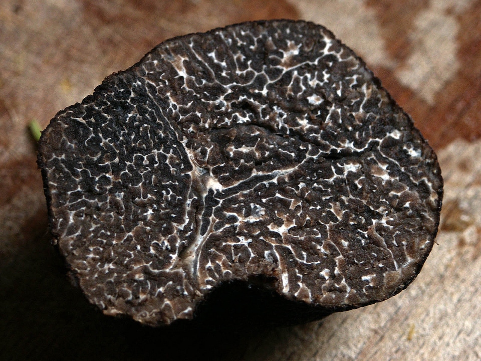 Real truffle mushroom delicacy