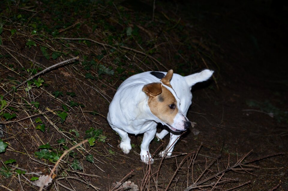 Animal cute dog