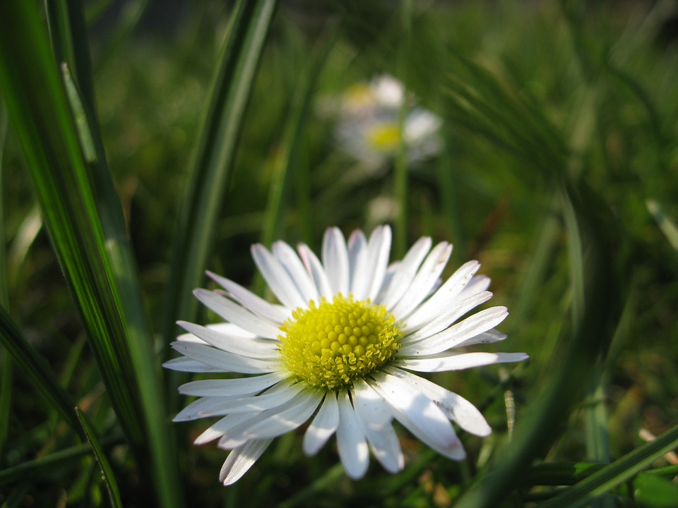 Plant natural blossom