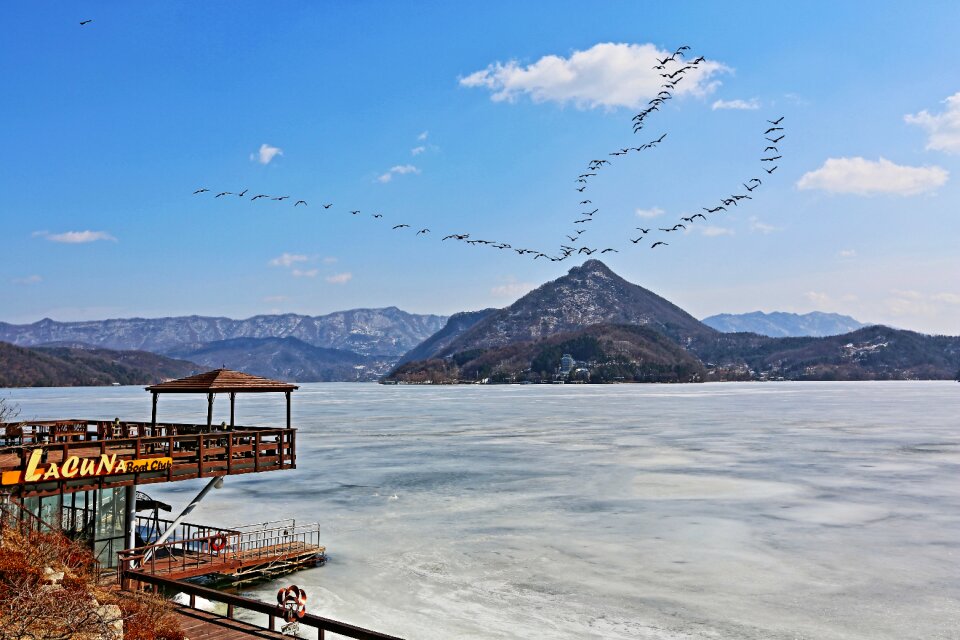 Winter migratory birds scenery