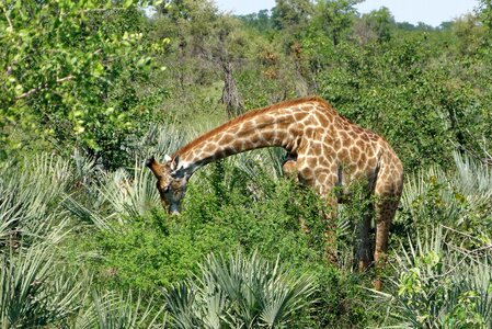 Kruger giraffe africa photo