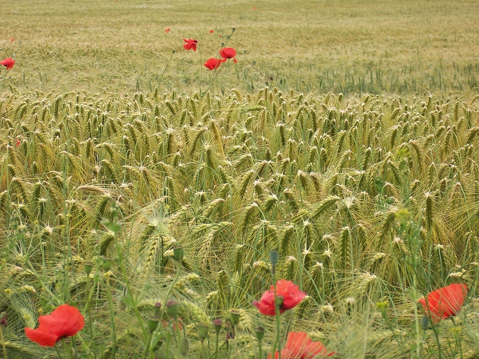 Cereals wheat field arable
