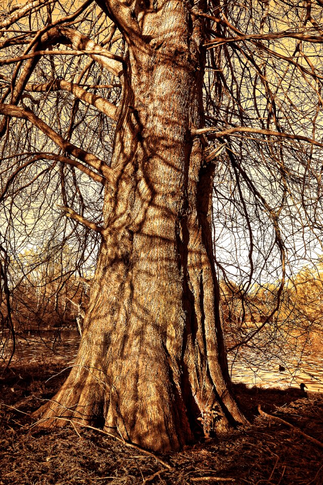 Trunk bark branch