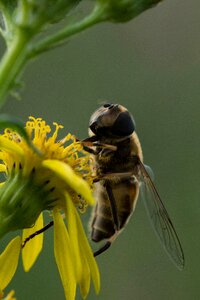Wing outdoors bee