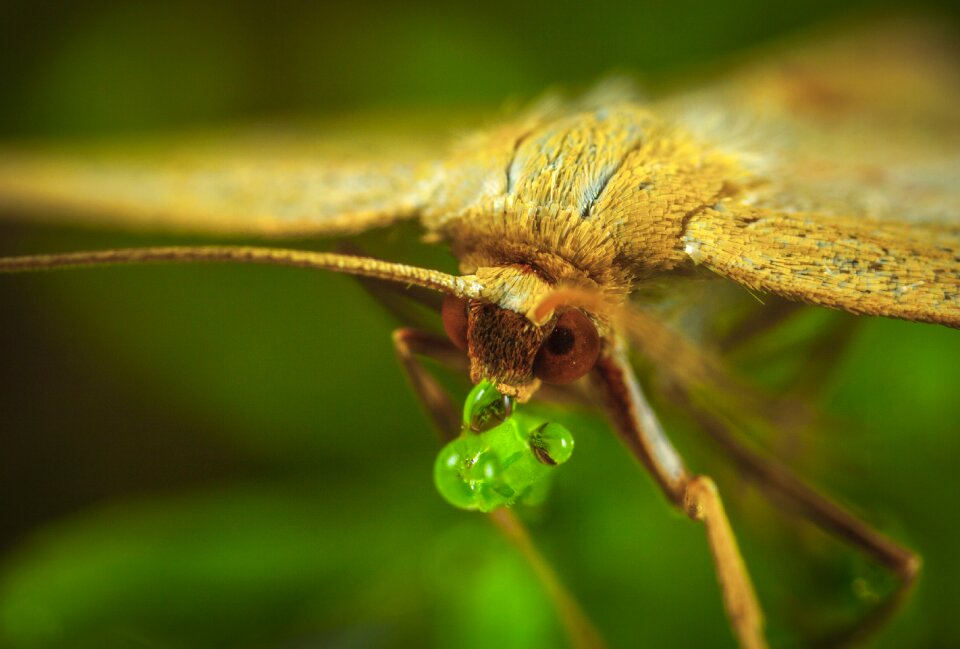 Animals krupnyj plan macro