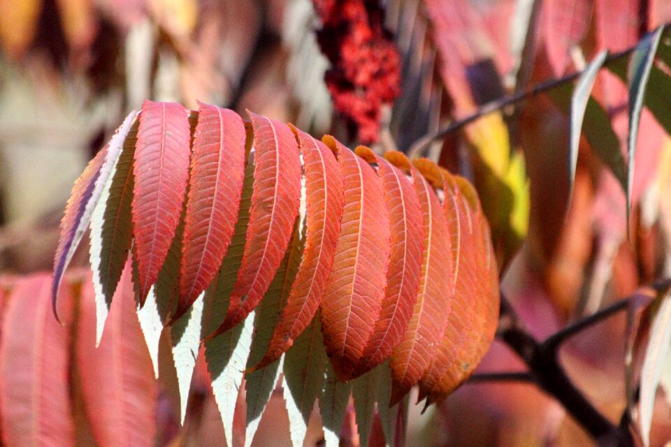Sheet plant bright