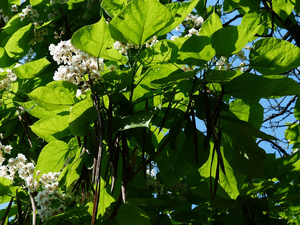 Ordinary catalpa catalpa bignonioides tree