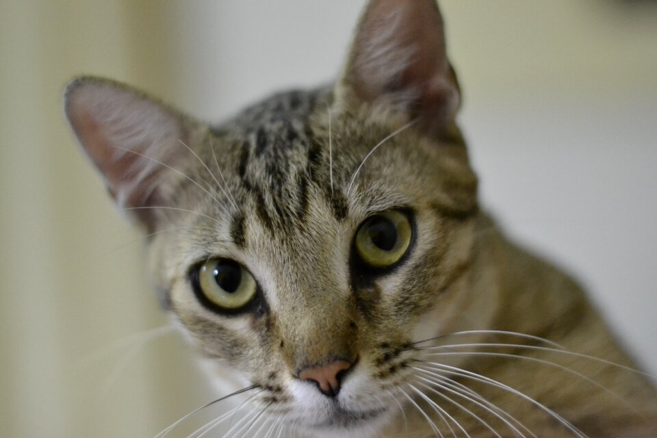 Cat pet portrait