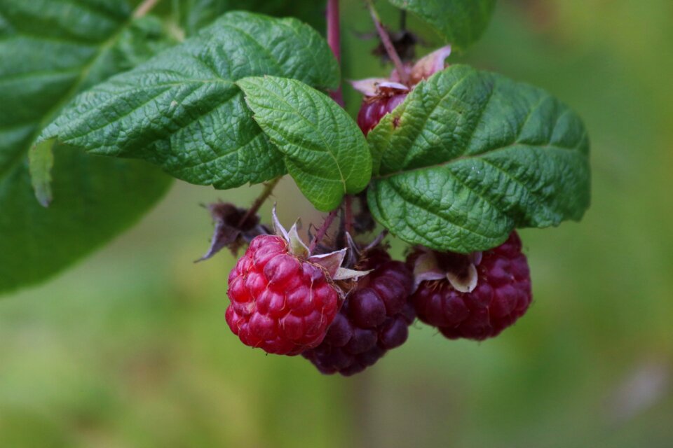 Food healthy berry