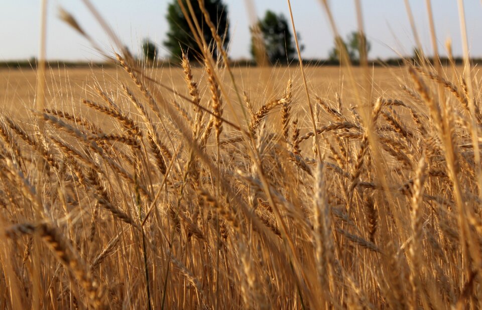 Field nature kazakhstan