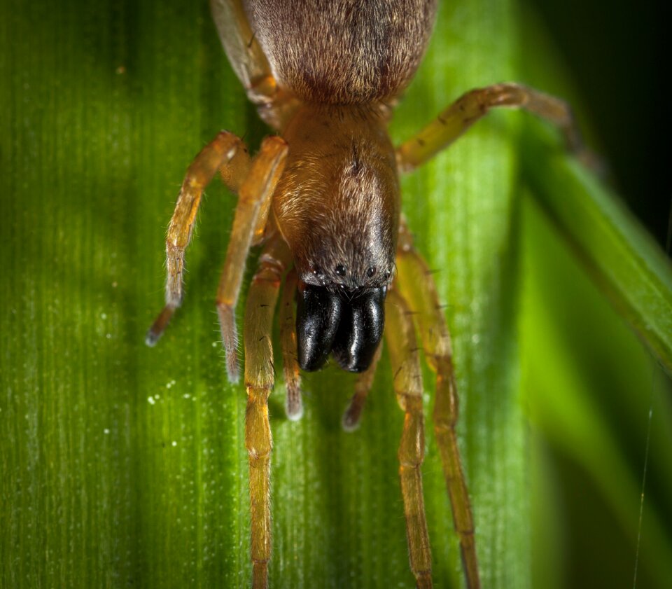 Nature arachnids spider