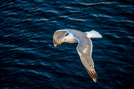 Bird animal world seagull photo