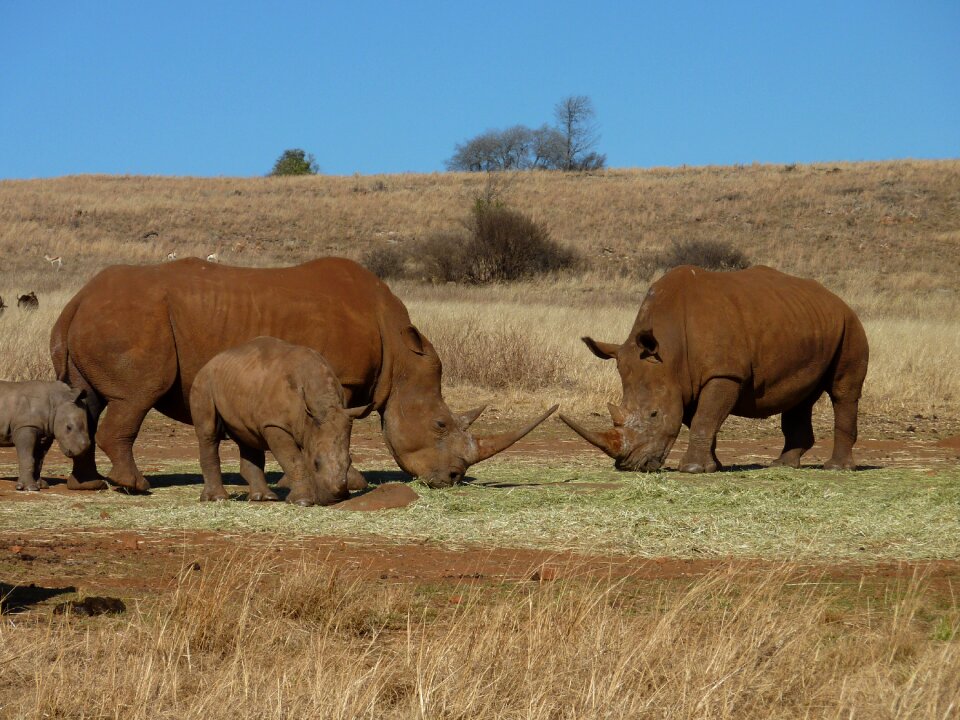 Wildlife grassland rhinos