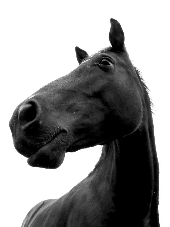 Equine portrait horse love